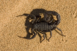 Scorpion - Defensively flattend to the ground with venom on the tip of the tail Scorpion - Defensively flattend to the ground with venom on the tip of the tail