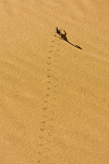 Scorpion - Tracks on yellow dune sand leading to long shadow Scorpion - Tracks on yellow dune sand leading to long shadow