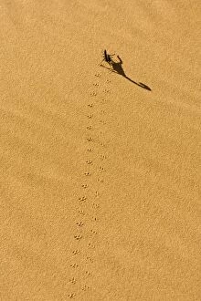 Images Dated 20th May 2007: Scorpion - Tracks on yellow dune sand leading to long shadow