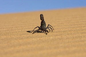Scorpion - Walking over rippled dune sand with a blue sky in the background Scorpion - Walking over rippled dune sand with a blue sky in the background
