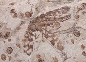 Scorpionfly Fossil - Middle Jurassic