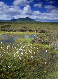 SCOTLAND - blanket bog with pools, Cotton Grass, Ben Griam Beg in the background SCOTLAND - blanket bog with pools, Cotton Grass, Ben Griam Beg in the background