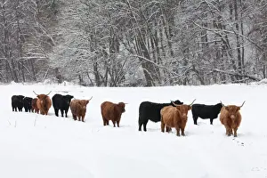 Highland Cow Prints: Scottish Highland Cattle and Angus Cattle - Snow Covered Field Print
