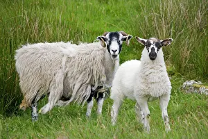 Scottish black-faced sheep - ewe with lamb standing Scottish black-faced sheep - ewe with lamb standing