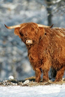 Images Dated 11th January 2009: Scottish Highland Bull - in snow, Lower Saxony, Germany