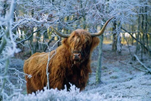 s cottis h Highland Cow - in fros t