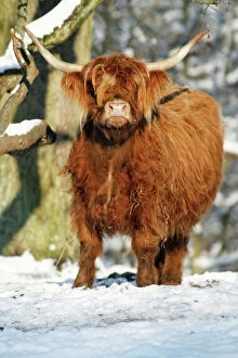 Images Dated 11th January 2009: Scottish Highland Cow - in snow, Lower Saxony, Germany