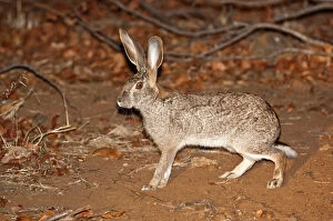 Images Dated 10th September 2009: Scrub Hare - at night - Kruger National Park - South Africa