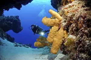 Images Dated 27th November 2004: Scuba diving along the Coral reef. Diver with