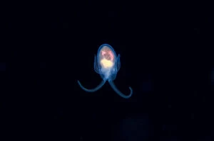 Sea Slug Gallery: Sea Angel floating in water column - Blackwater night dive, Seraya, Karangasem, Bali, Indonesia