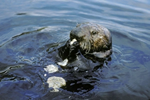 Sea Otter eating clam it has broken open on rock Sea Otter eating clam it has broken open on rock