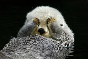 Washing Collection: Sea Otter - grooming. (Point Defiance Zoo & Aquarium, Tacoma, WA) B2A4593