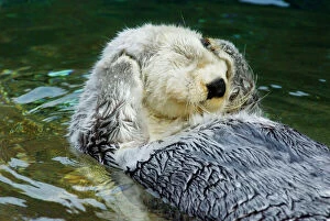 Sea Otter - grooming in water