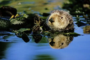 Images Dated 30th July 2002: Sea Otter - resting in kelp bed California, USA