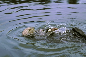 Sea Otter - Using tool cracking clam on rock Sea Otter - Using tool cracking clam on rock