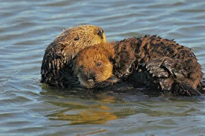 Protection Collection: Sea Otters - mother with young pup with 'natal pelage' - Monterey Bay - USA _C3A7378