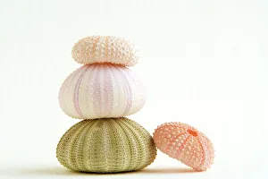 Sea Urchin - shells in a pile Sea Urchin - shells in a pile