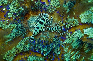 Sea Urchin Shrimp - these shrimp spend their lives sheltered by the stinging spines of Sea Urchin Shrimp - these shrimp spend their lives sheltered by the stinging spines of