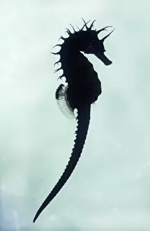 Fishes Gallery: Seahorse - under water silhouette