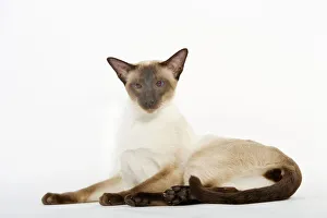 Seal Point Siamese Cat - lying down Seal Point Siamese Cat - lying down