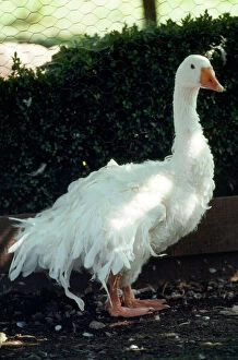 Sebastopol Goose - Domestic