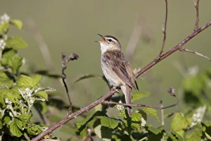 Sedge Warbler - singing from vantage point on bramble bushes Sedge Warbler - singing from vantage point on bramble bushes