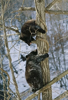 Selenarctos thibetanus japonicus © Masahiro Iijima / ARDEA LONDON ASIATIC BLACK BEAR Selenarctos thibetanus japonicus © Masahiro Iijima / ARDEA LONDON ASIATIC BLACK BEAR