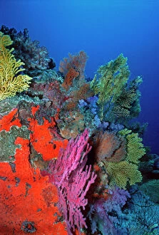Indonesia Collection: Senic coral reef underwater Komodo is world famous for its rich