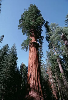 Trunk Collection: Sequoia AW 4829 - HR National Park California, USA © Adrian Warren ARDEA LONDON