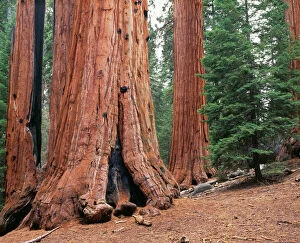 Images Dated 3rd August 2006: Sequoias Trees Kings Canyon National Park, Grant Grove, California, USA