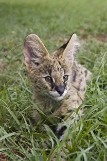 Serval - 6 month old orphan kitten