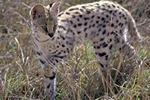 Tanzania Gallery: Serval - adult female walks cautiously through the grass