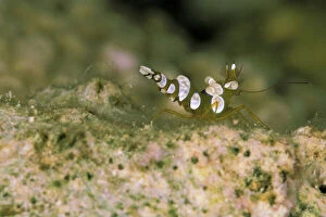 Multicolored Gallery: Sexy anemone shrimp, or thor amboinensis