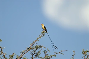 Shaft-tailed Whydah male displaying on bush Shaft-tailed Whydah male displaying on bush