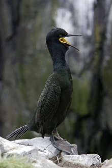 Shag - male in breeding plumage, calling Shag - male in breeding plumage, calling
