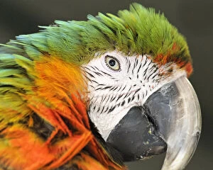 Shamrock Macaw, first generation hybrid
