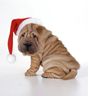 Shar Pei Dog - Puppy sitting down wearing Christmas hat Shar Pei Dog - Puppy sitting down wearing Christmas hat