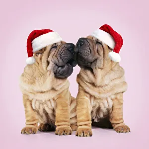 Shar-pei Dogs, pair kissing wearing red Christmas Santa hats Date: 01-11-2017 Shar-pei Dogs, pair kissing wearing red Christmas Santa hats Date: 01-11-2017