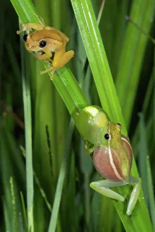 Sharp-nosed Reed Frog calling and Ethiopian Banana Frog (Afrixalus enseticola) - interaction between different species Sharp-nosed Reed Frog calling and Ethiopian Banana Frog (Afrixalus enseticola) - interaction between different species