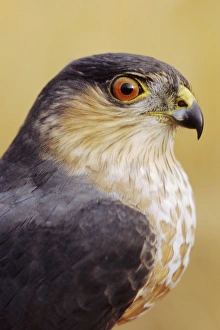 Sharp-shinned Hawk - adult bird with gray nape and red eye Sharp-shinned Hawk - adult bird with gray nape and red eye