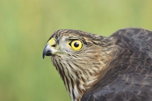 Sharp-shinned Hawk - immature with yellow eye Sharp-shinned Hawk - immature with yellow eye