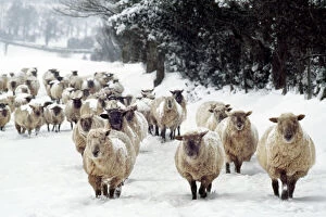 Sheep Collection: Sheep - Cross Breds in snow. Herefordshire, UK