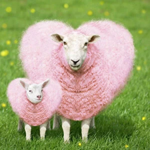 Images Dated 5th April 2005: Sheep - Ewe - pink heart shaped wool with young lamb Di