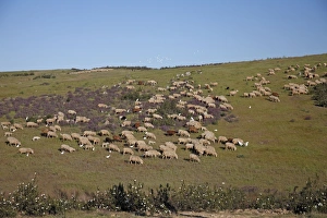 Sheep - flock of Merino grazing on hill land Sheep - flock of Merino grazing on hill land