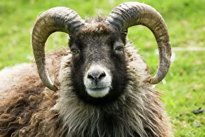 Sheep - head of North Ronaldsay ram Sheep - head of North Ronaldsay ram