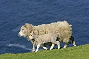 Images Dated 30th May 2007: Sheep mother sheep and cute lamb strolling along cliff edge Hermaness Nature Reserve, Unst