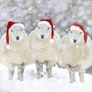 SHEEP - Texel ewes in snow wearing Christmas hats SHEEP - Texel ewes in snow wearing Christmas hats