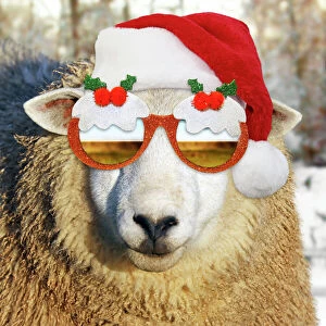 Images Dated 25th December 2013: Sheep