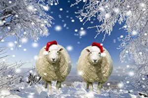 Two sheep wearing Christmas hats under trees covered in snow and frost Date: 29-01-2011 Two sheep wearing Christmas hats under trees covered in snow and frost Date: 29-01-2011