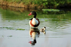 Images Dated 8th June 2008: Shelduck - parent bird with duckling